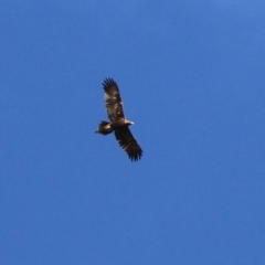 Aquila audax at Bonython, ACT - 23 May 2021 02:42 PM