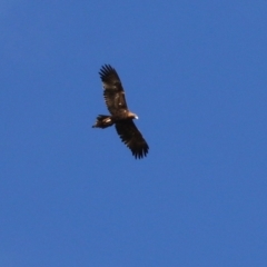 Aquila audax at Bonython, ACT - 23 May 2021 02:42 PM