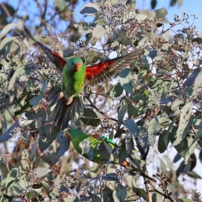 Lathamus discolor (Swift Parrot) at Kambah, ACT - 23 May 2021 by RodDeb