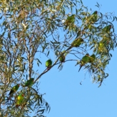 Lathamus discolor at Kambah, ACT - 23 May 2021