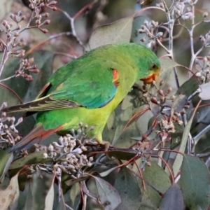 Lathamus discolor at Kambah, ACT - suppressed