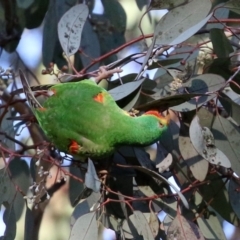 Lathamus discolor at Kambah, ACT - suppressed