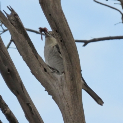 Cracticus torquatus (Grey Butcherbird) at Paddys River, ACT - 24 May 2021 by RodDeb