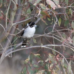 Cracticus torquatus at Paddys River, ACT - 24 May 2021 04:05 PM