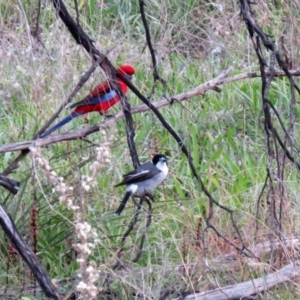 Cracticus torquatus at Paddys River, ACT - 24 May 2021 04:05 PM