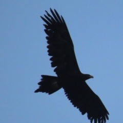 Aquila audax at Red Hill, ACT - 23 May 2021 04:42 PM