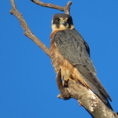 Falco longipennis (Australian Hobby) at Garran, ACT - 22 May 2021 by roymcd