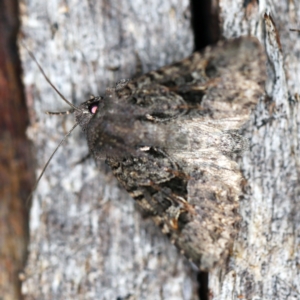 Neumichtis mesophaea at Paddys River, ACT - 12 Mar 2021 07:42 PM