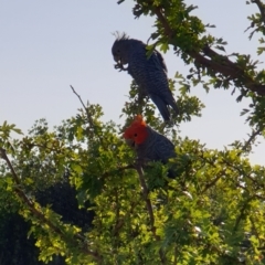 Callocephalon fimbriatum (Gang-gang Cockatoo) at Albury, NSW - 31 Jan 2020 by ClaireSee