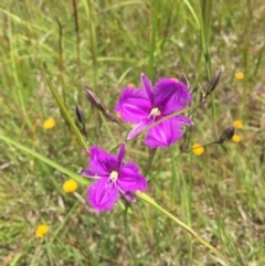 Thysanotus tuberosus subsp. tuberosus (Common Fringe-lily) at Murrumbateman, NSW - 7 Nov 2020 by ALCaston