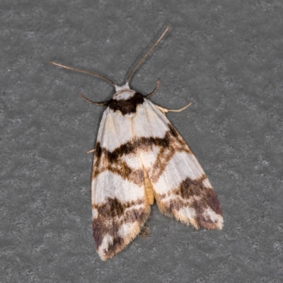 Thallarcha albicollis (Crossed Footman) at Melba, ACT - 20 Nov 2020 by Bron