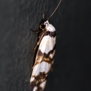 Thallarcha albicollis at Melba, ACT - 20 Nov 2020 01:27 AM