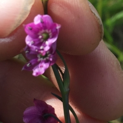 Arthropodium minus (Small Vanilla Lily) at Murrumbateman, NSW - 6 Oct 2020 by ALCaston