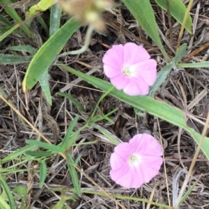 Convolvulus angustissimus subsp. angustissimus at Murrumbateman, NSW - 6 Oct 2019