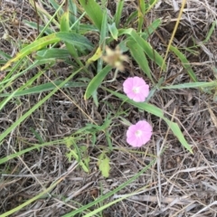 Convolvulus angustissimus subsp. angustissimus at Murrumbateman, NSW - 6 Oct 2019 12:15 PM