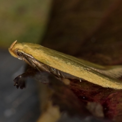 Aeolothapsa malacella (A Concealer moth) at Melba, ACT - 20 Nov 2020 by Bron