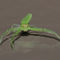 Cetratus rubropunctatus at Acton, ACT - 25 May 2021