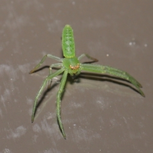 Cetratus rubropunctatus at Acton, ACT - 25 May 2021