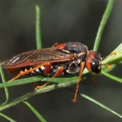 Pergagrapta bella (A sawfly) at Acton, ACT - 9 May 2021 by TimL