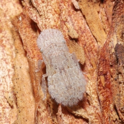 Ledrinae (subfamily) (A Flat-headed Leafhopper) at Downer, ACT - 9 May 2021 by TimL