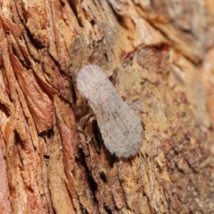 Ledrinae (subfamily) at Downer, ACT - 9 May 2021 12:34 PM