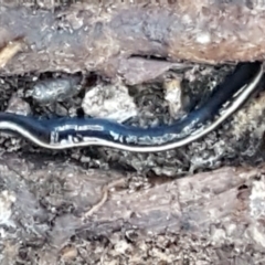 Caenoplana coerulea (Blue Planarian, Blue Garden Flatworm) at Bruce Ridge to Gossan Hill - 25 May 2021 by trevorpreston