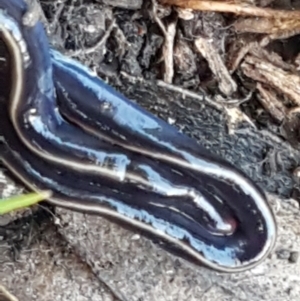 Caenoplana coerulea at Bruce, ACT - 25 May 2021