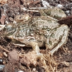 Limnodynastes tasmaniensis (Spotted Grass Frog) at Bruce Ridge to Gossan Hill - 25 May 2021 by trevorpreston