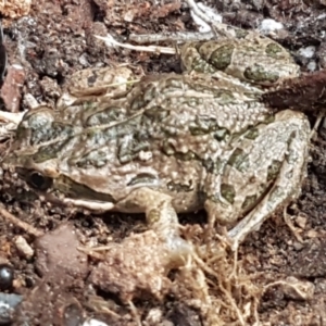 Limnodynastes tasmaniensis at Bruce, ACT - 25 May 2021