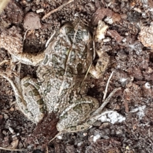 Limnodynastes tasmaniensis at Bruce, ACT - 25 May 2021