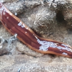 Anzoplana trilineata (A Flatworm) at Bruce Ridge to Gossan Hill - 25 May 2021 by trevorpreston