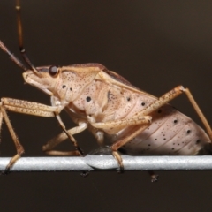Poecilometis strigatus (Gum Tree Shield Bug) at ANBG - 9 May 2021 by TimL