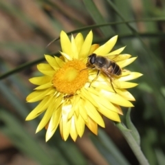 Eristalis tenax (Drone fly) at ANBG - 23 May 2021 by TimL