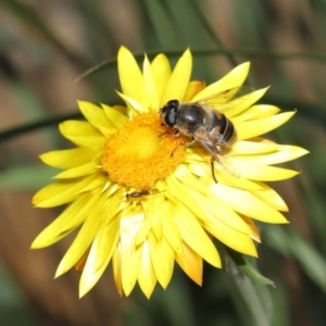 Eristalis tenax at Acton, ACT - 23 May 2021