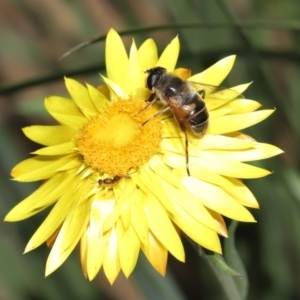 Eristalis tenax at Acton, ACT - 23 May 2021