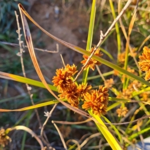 Cyperus eragrostis at Jerrabomberra, ACT - 25 May 2021 04:05 PM