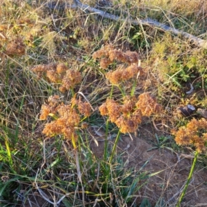 Cyperus eragrostis at Jerrabomberra, ACT - 25 May 2021