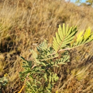 Acacia dealbata at Jerrabomberra, ACT - 25 May 2021