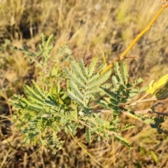 Acacia dealbata at Jerrabomberra, ACT - 25 May 2021 04:07 PM