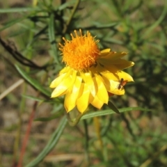 Xerochrysum viscosum (Sticky Everlasting) at Conder, ACT - 30 Mar 2021 by michaelb