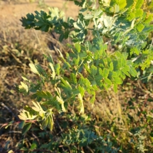 Acacia baileyana at Jerrabomberra, ACT - 25 May 2021