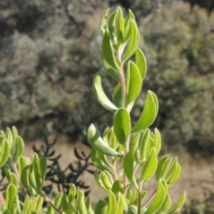 Persoonia rigida at Conder, ACT - 30 Mar 2021 06:26 PM