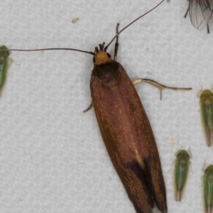 Delexocha ochrocausta at Melba, ACT - 19 Nov 2020 11:08 PM