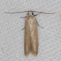 Oecophoridae (family) (Unidentified Oecophorid concealer moth) at Melba, ACT - 19 Nov 2020 by Bron