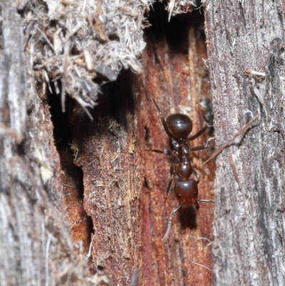 Papyrius nitidus (Shining Coconut Ant) at Downer, ACT - 25 May 2021 by TimL