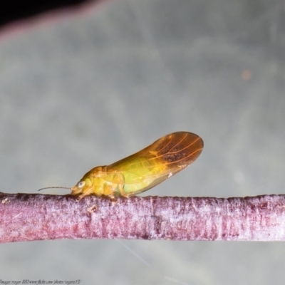 Psyllidae sp. (family) (Unidentified psyllid or lerp insect) at O'Connor, ACT - 26 May 2021 by Roger