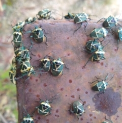 Commius elegans (Cherry Ballart Shield Bug) at Jedbinbilla - 25 May 2021 by Salgal