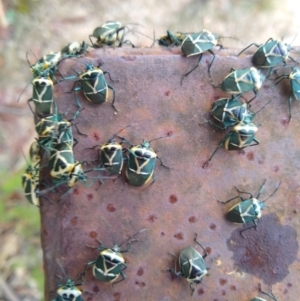 Commius elegans at Paddys River, ACT - 25 May 2021 11:37 AM