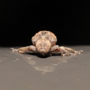 Curculionidae (family) at Acton, ACT - 25 May 2021