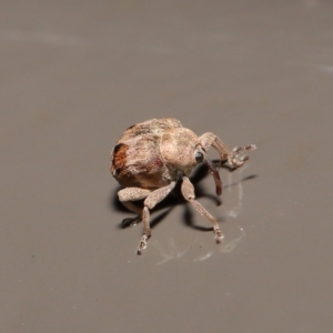 Curculionidae (family) at Acton, ACT - 25 May 2021